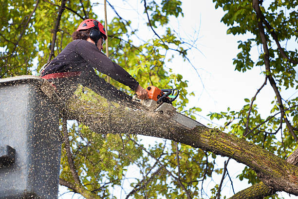 Best Leaf Removal  in Owensville, IN